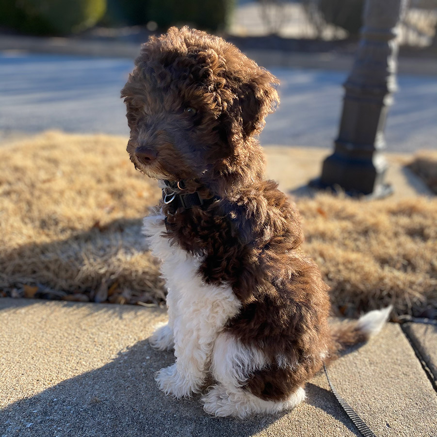 frodo